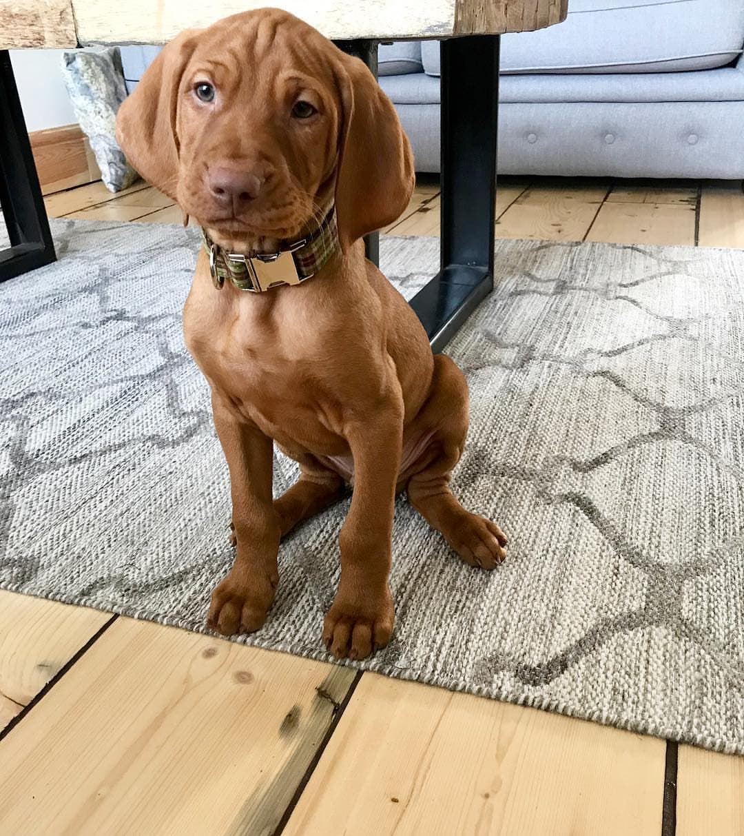 Huba, a male Vizsla puppy