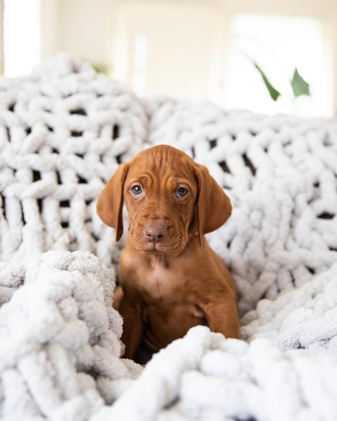 Olive, a female Vizsla puppy